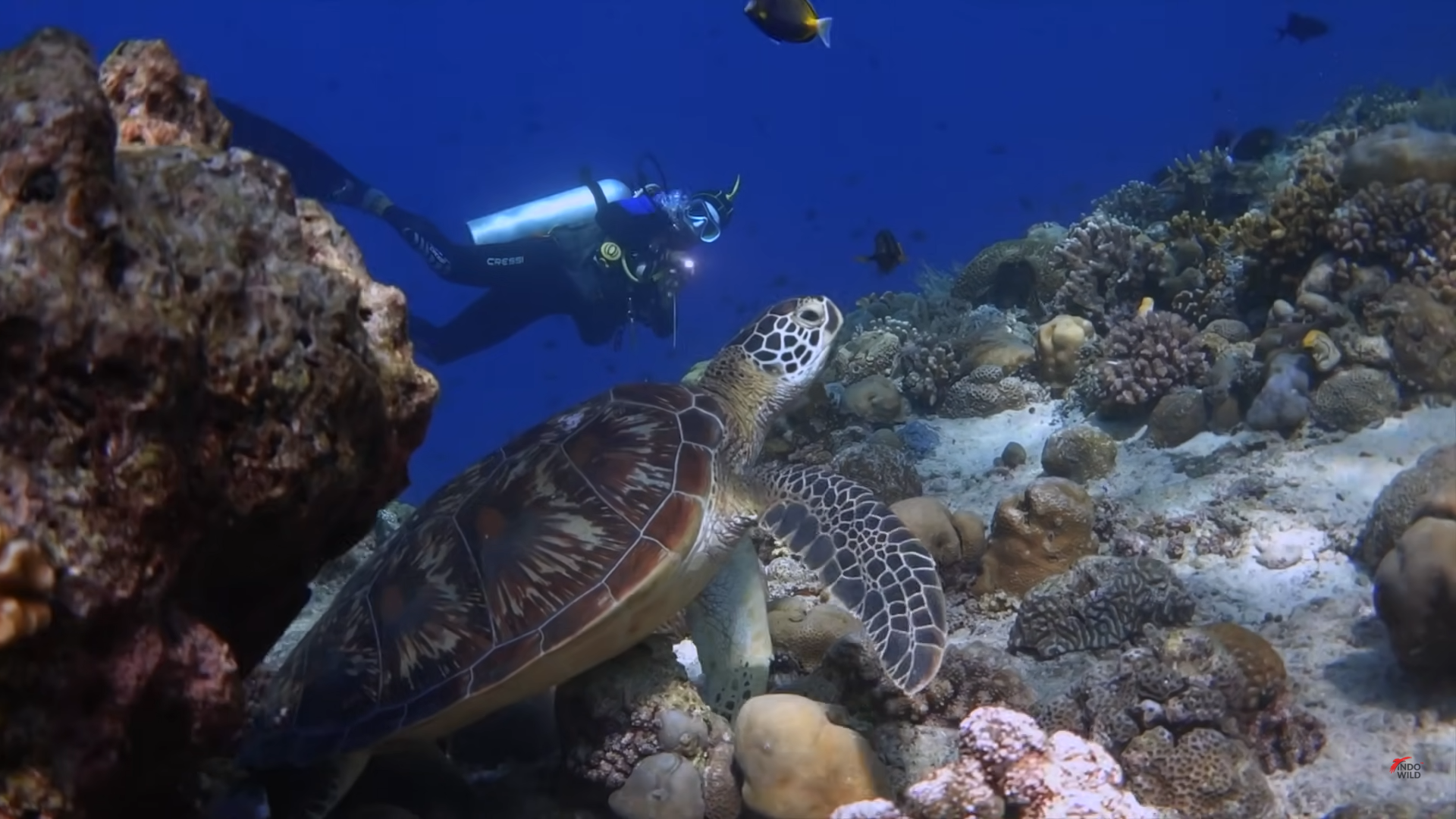 Aktivitas Diving di bawah laut Sulawesi Utara. © Tangkapan Layar YouTube Sam Indowild.