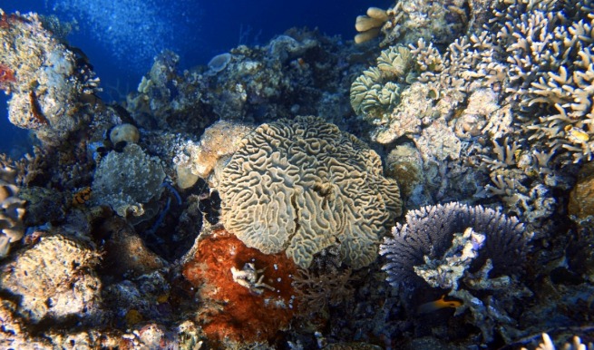 Keragaman Terumbu Karang Wakatobi | Sumber: Taman Nasional Wakatobi (wakatobinationalpark.id)