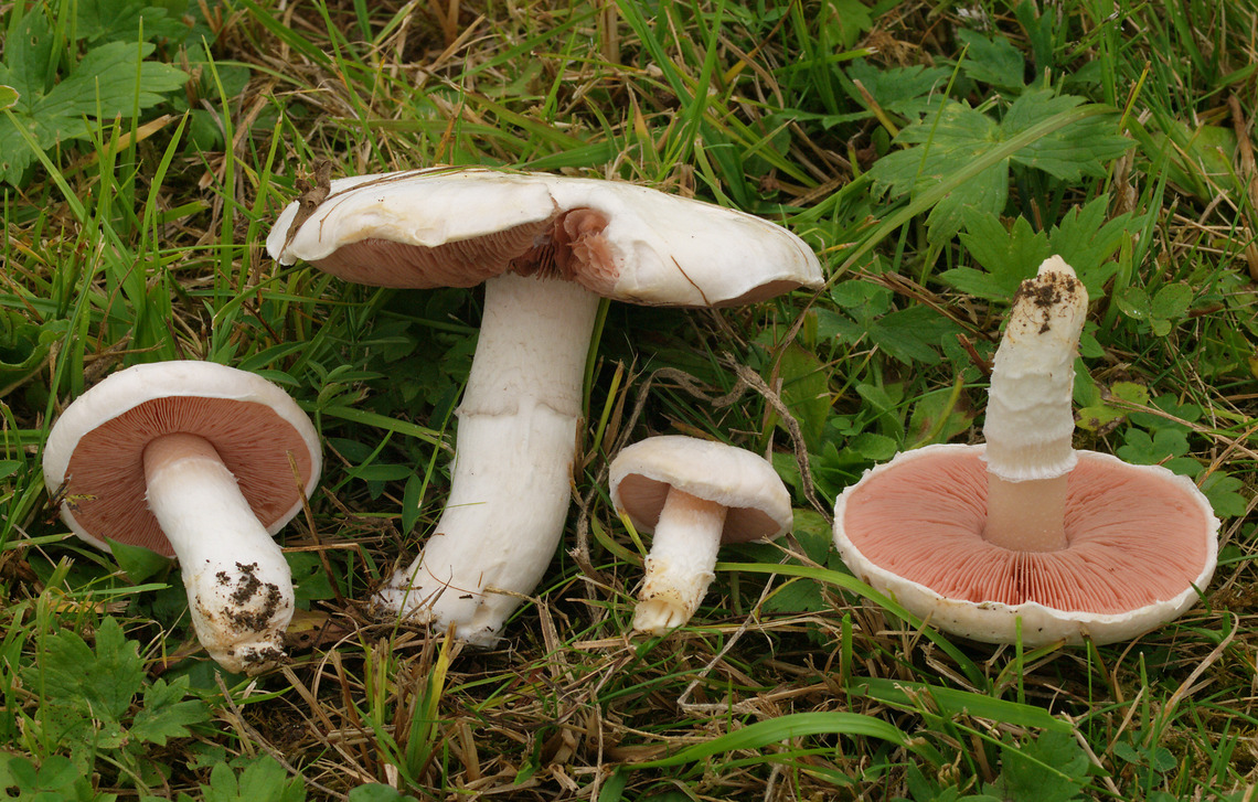 Agaricus campestris | Wikimedia Commons/Andreas Kunze