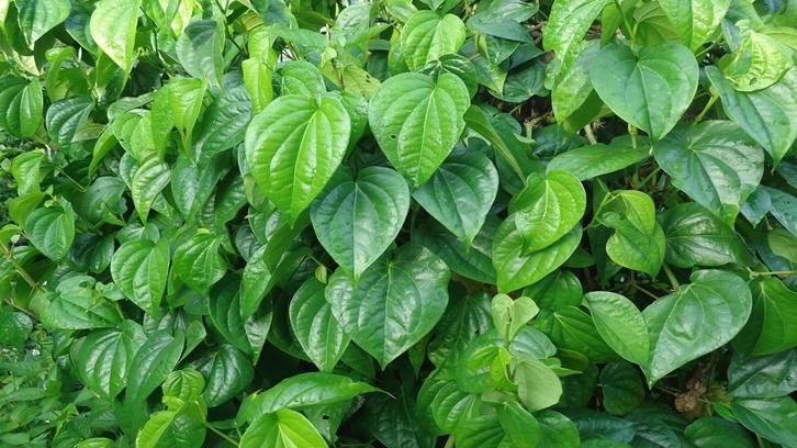 Daun Sirih