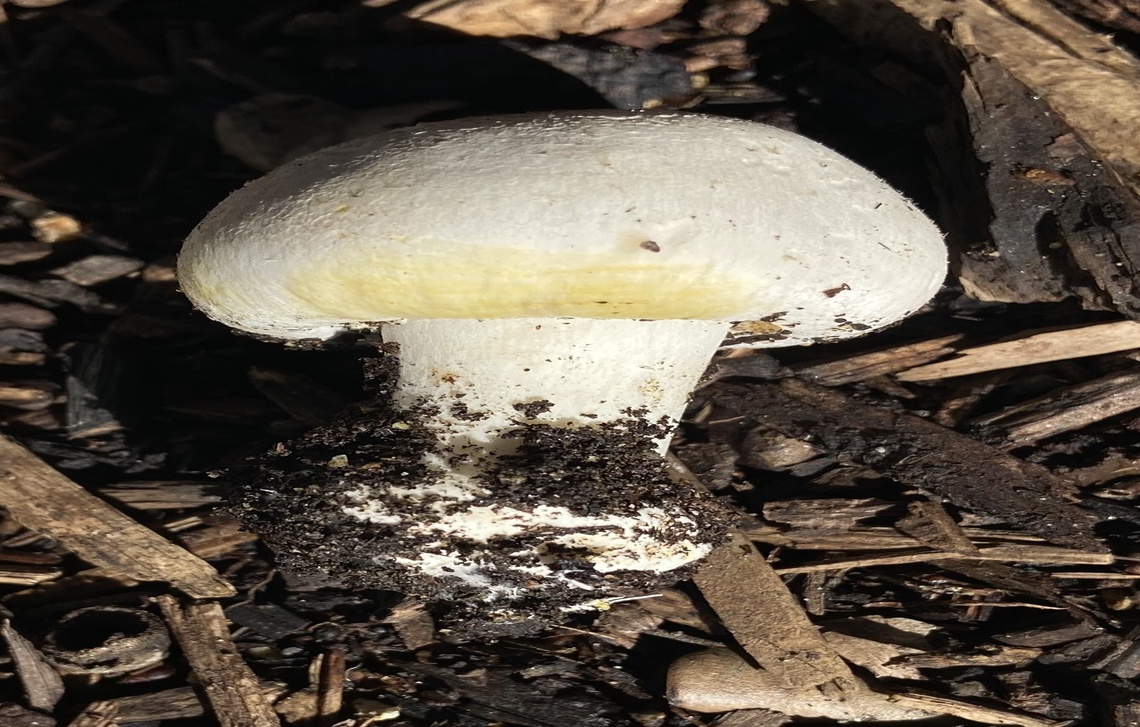 Yellow Stainer (Agaricus xanthodermus).