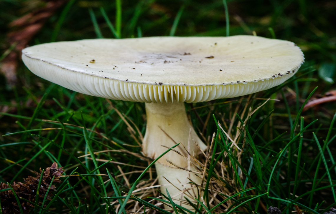 Amanita phalloides - Death Cap.