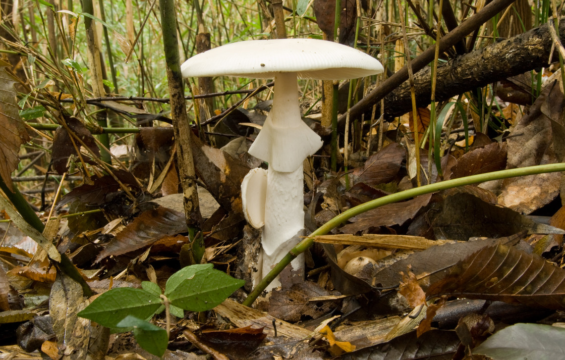 A picture of the Amanita virosa.