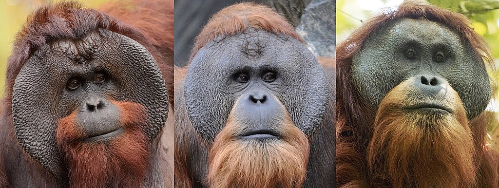 Orangutan Kalimantan (kiri), Orangutan Sumatera (tengah), Orangutan Tapanuli (kanan) | Wikimedia Commons/Eric Kilby,Aiwok,Tim Laman
