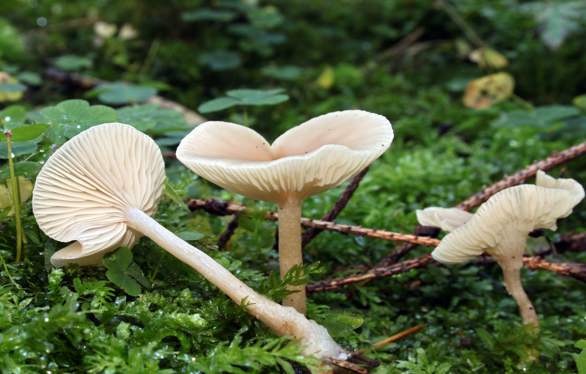  Clitocybe fragrans, Family: Tricholomataceae, Location: Southern Germany, Ringingen.