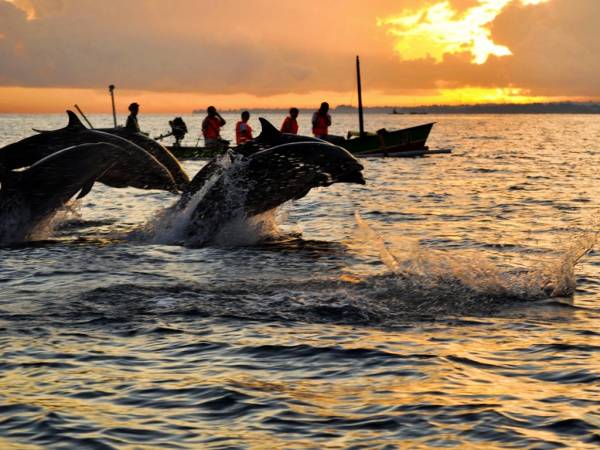 Suasana sore hari di Tengah Laut, Pantai Lovina, dengan beberapa orang di atas perahu sedang melihat sekelompok lumba-lumba