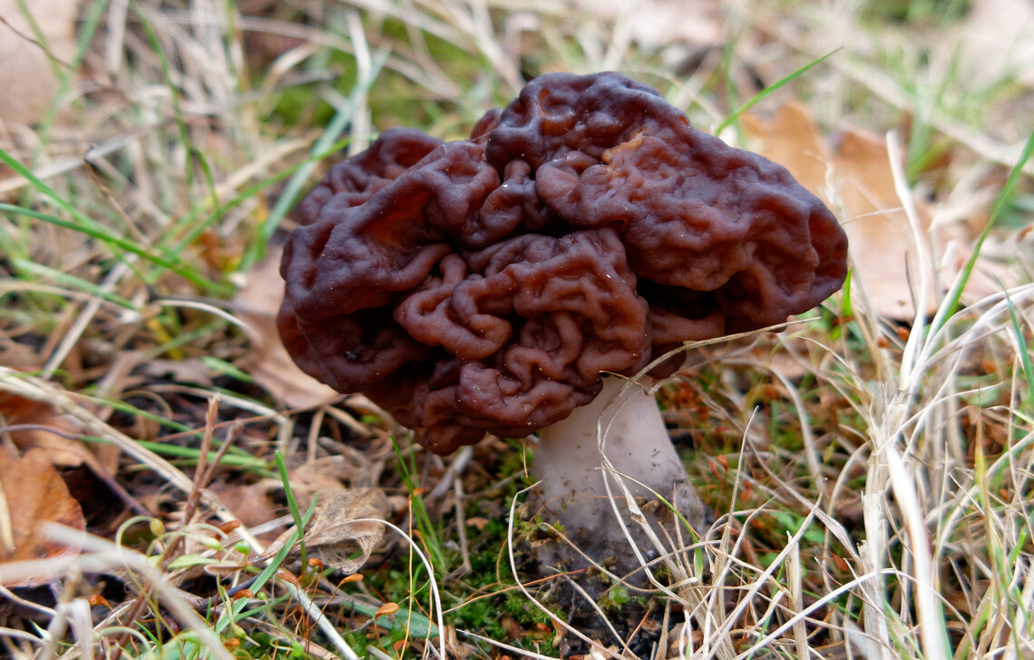 A picture of the Gyromitra esculenta.