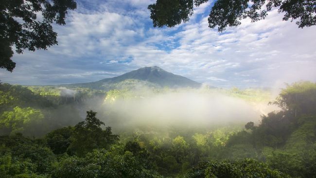 Hutan Hujan Tropis Sumatera (Foto:istockphoto.com)