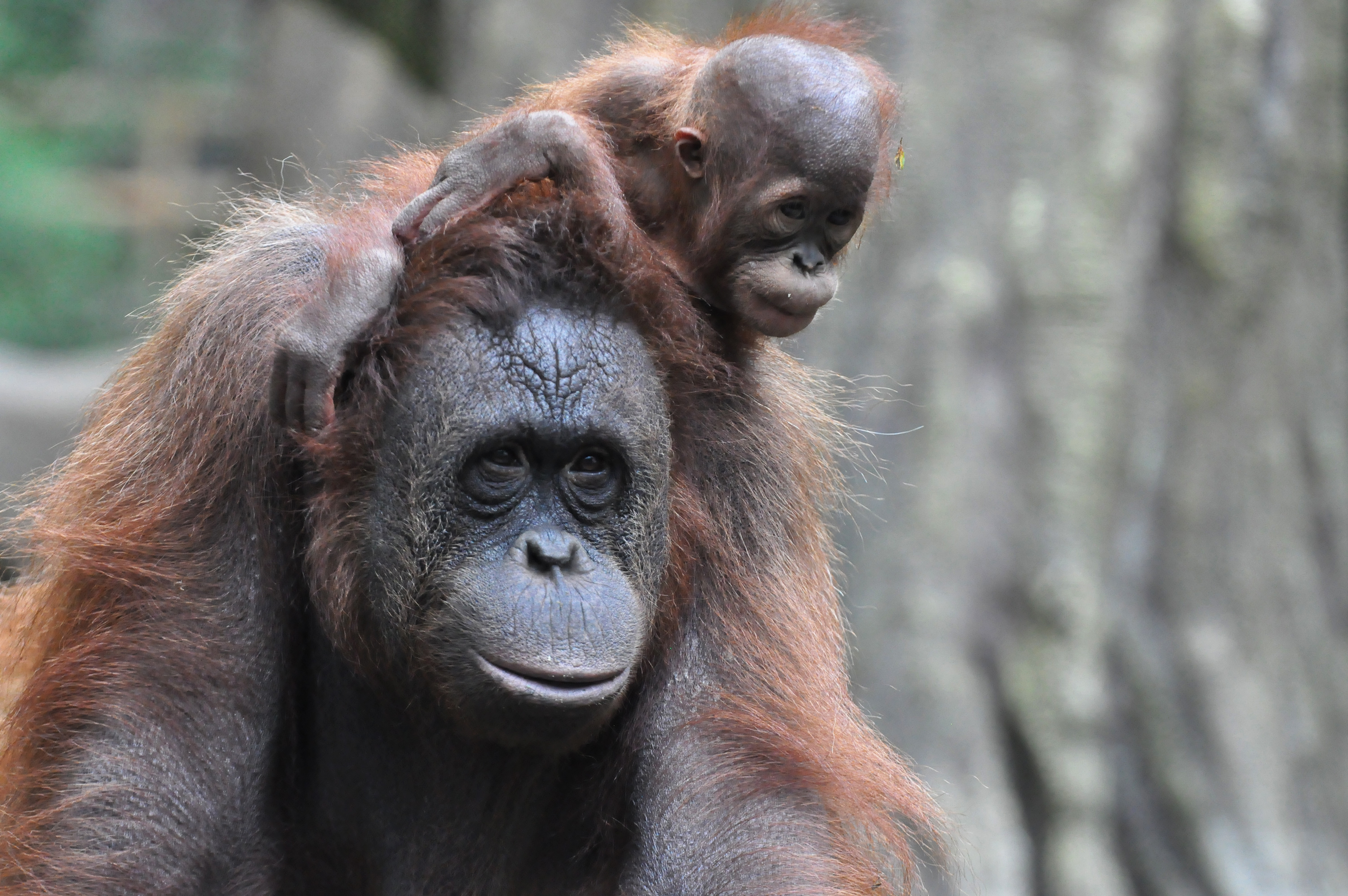 Induk orangutan dan anaknya | Wikimedia Commons/ Titik Kartitiani