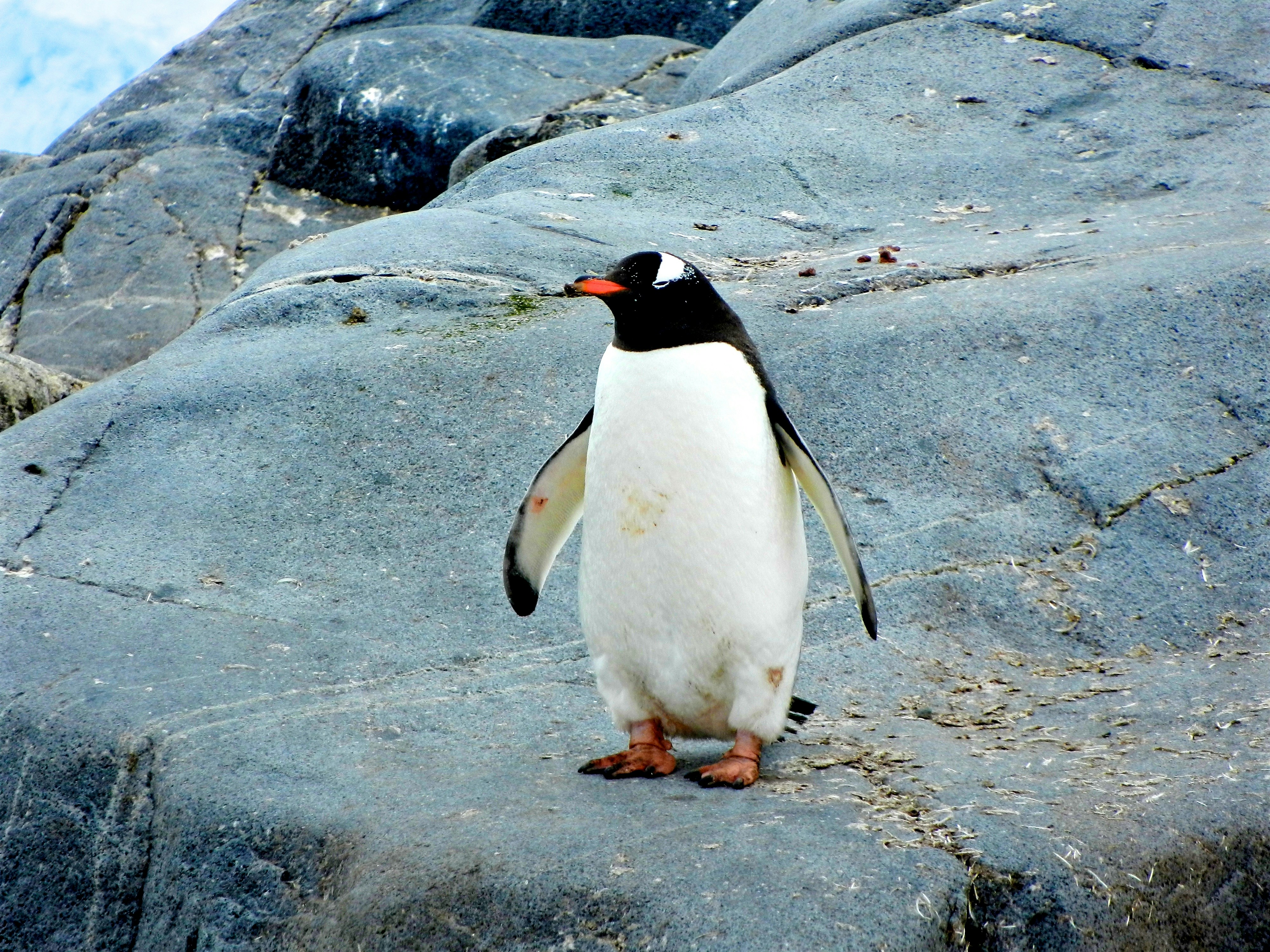 Potret Penguin sebagai Contoh Cerita Pendek Hewan yang Ditemui saat Liburan ke Kebun Binatang | Sumber: Unsplash @Jay Ruzesky