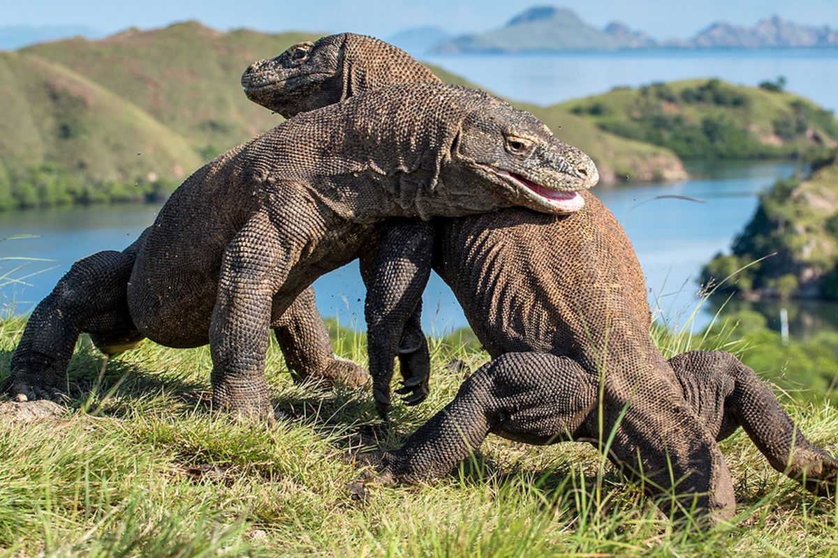 Komodo di Taman Nasional Komodo (Foto: shutterstock.com)