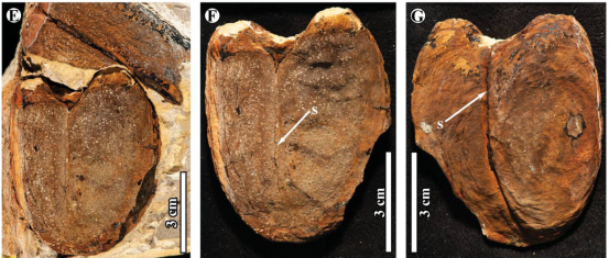 Fosil biji legum raksasa | Oleh: Edward J. Spagnuolo
