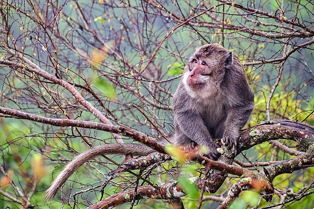 Monyet Ekor Panjang | Wikimedia | Heri Nugroho