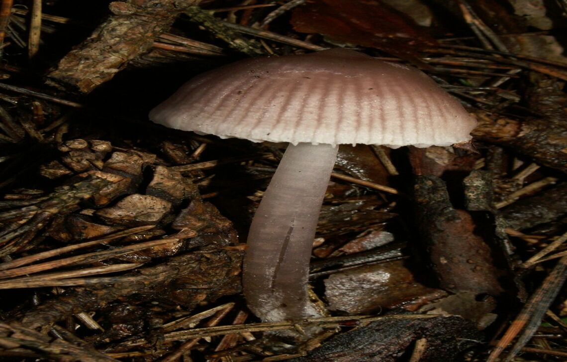 A picture of the Mycena pura.