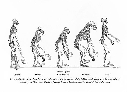 Struktur Kerangka Primata | Wikimedia Commons/Wellcome Library London
