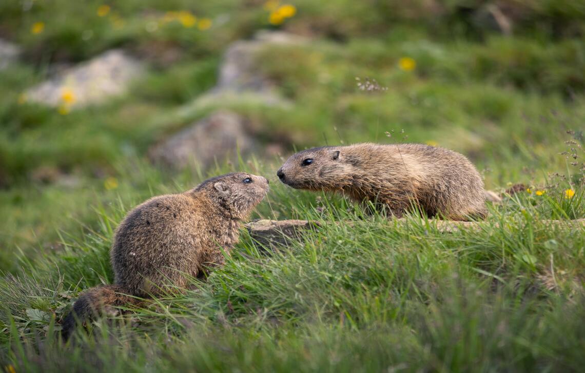 Marmot