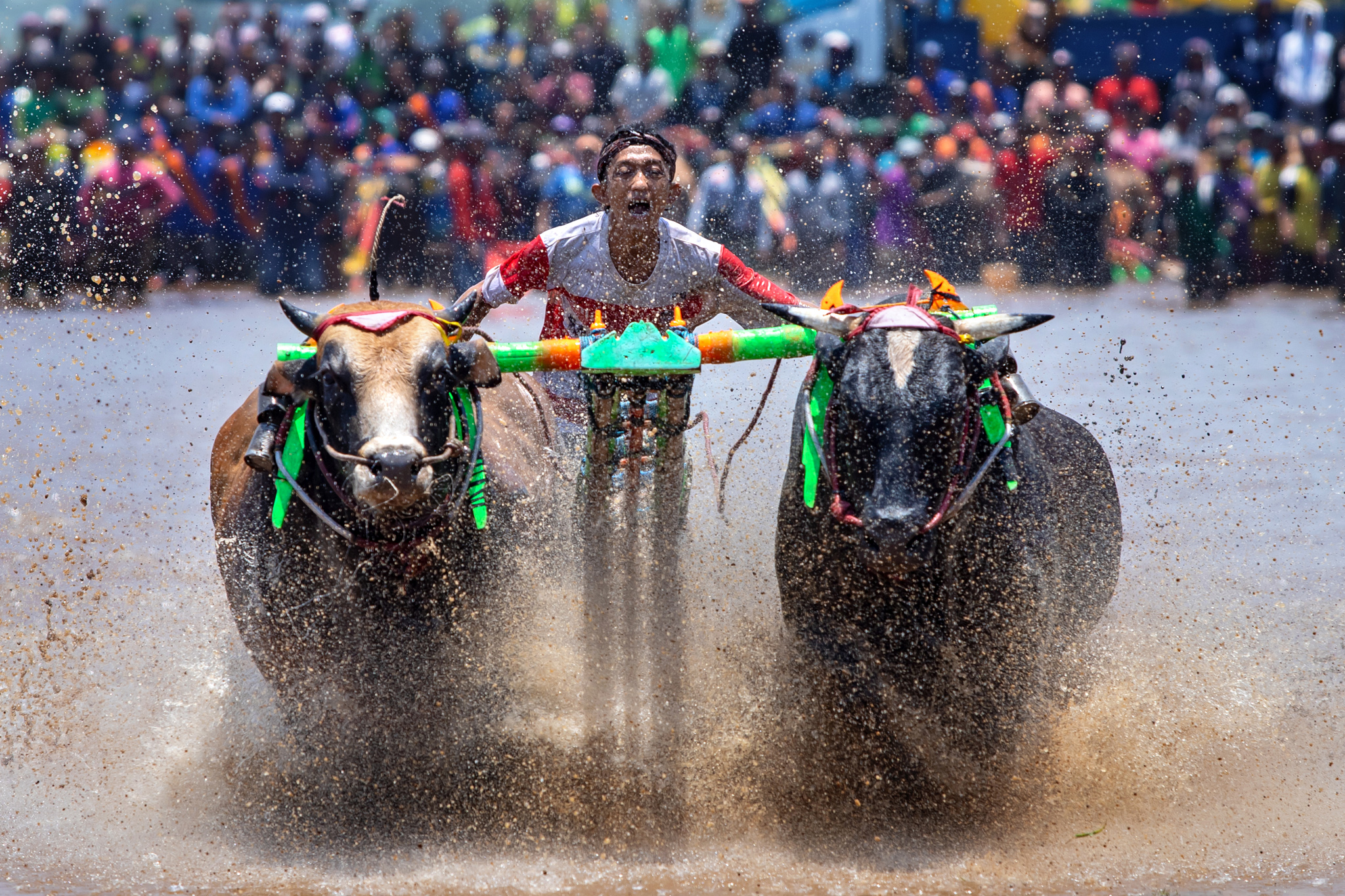 Gambar salah satu olahraga tradisional Indonesia, karapan sapi