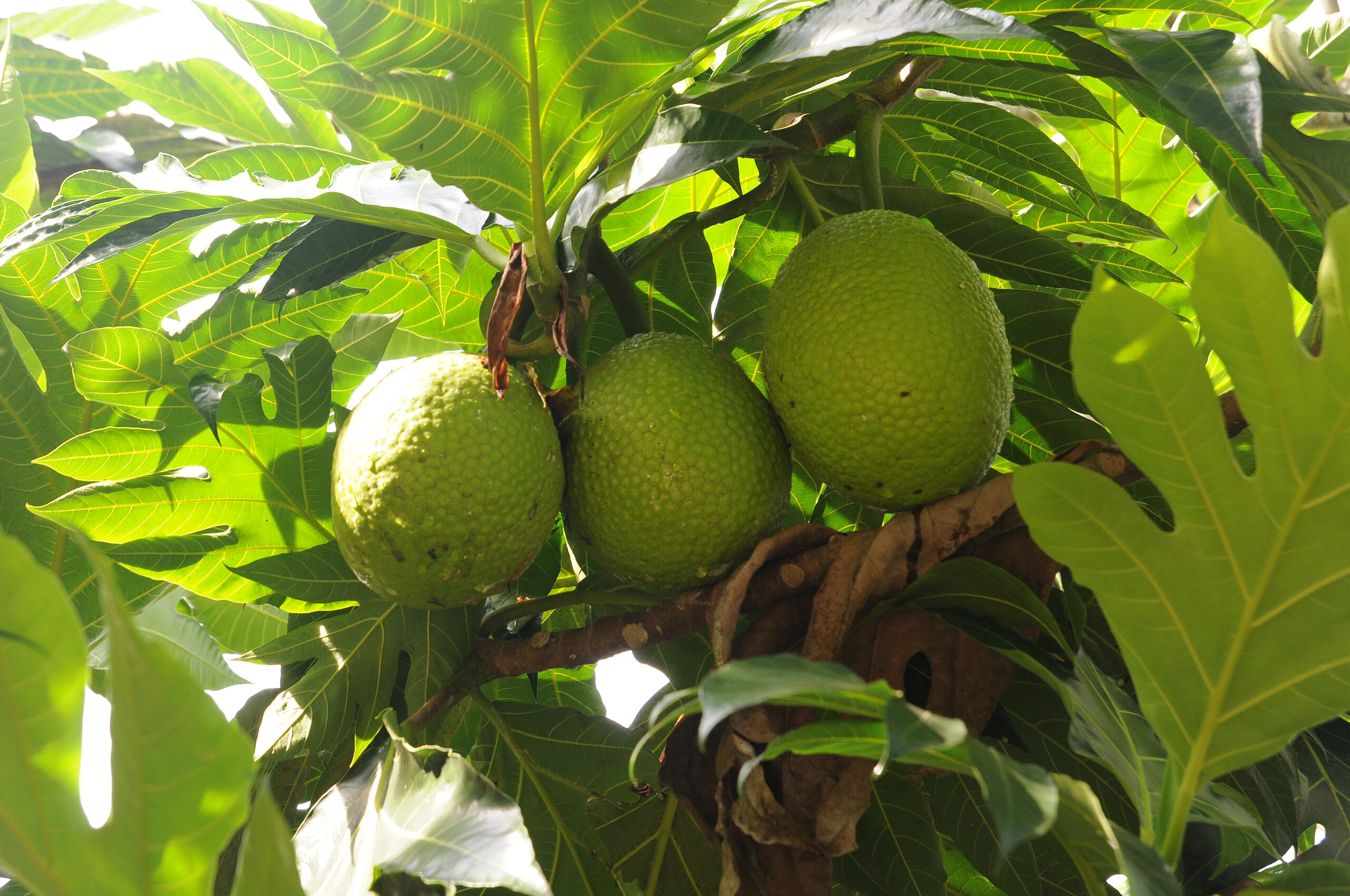 Buah sukun di pohonnya