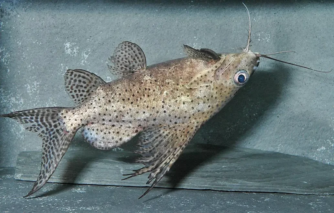 Ikan lele terbalik di dalam akuarium.
