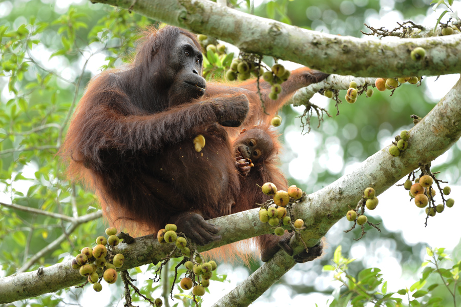 Wikimedia Commons/Upixsingkong