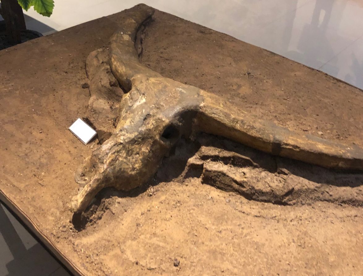 Fosil Kepala Kerbau Koleksi Museum Lapangan Manyarejo | Ini Tanjung Tani