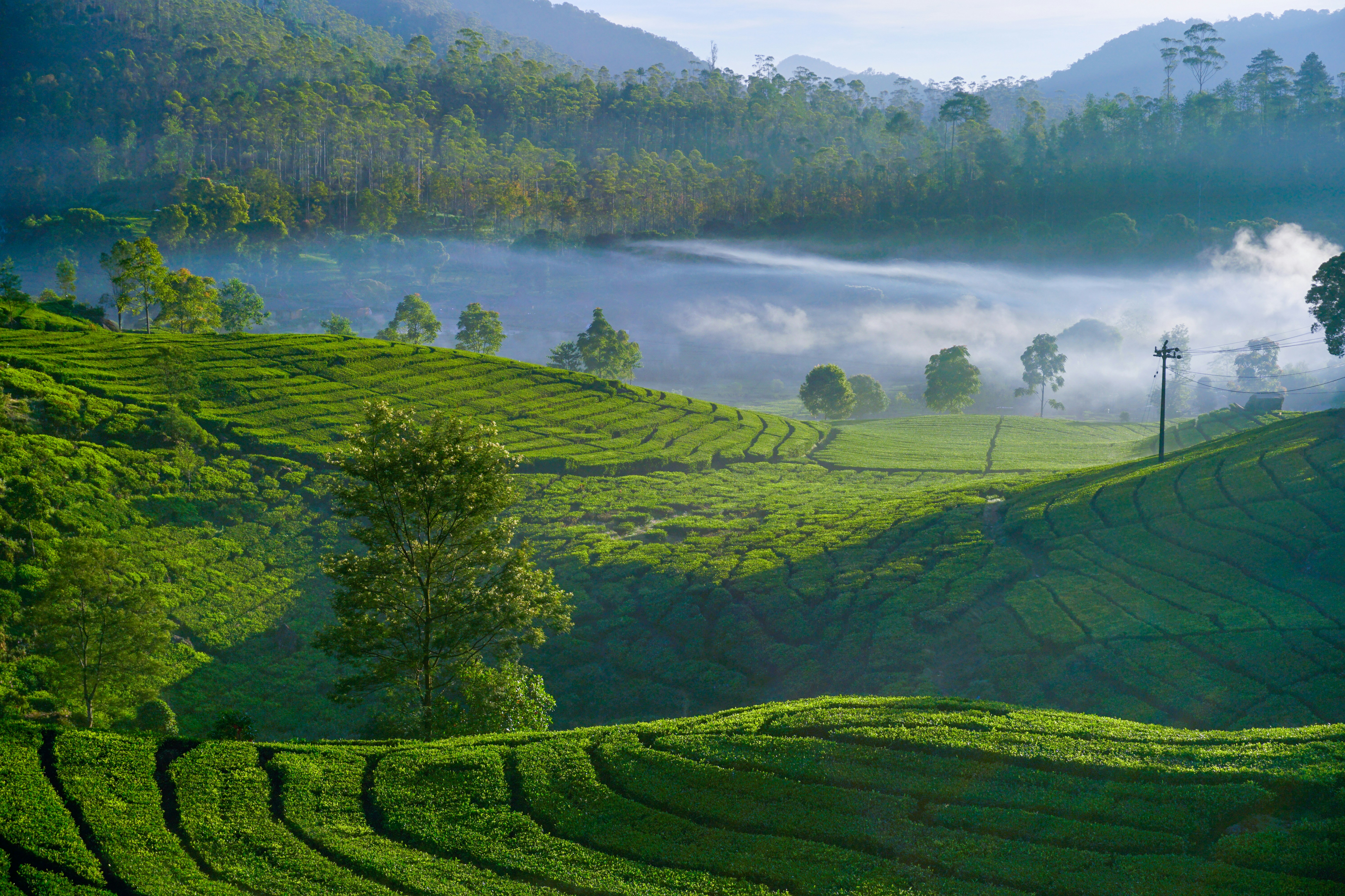 Perkebunan Teh Rancabali Ciwidey