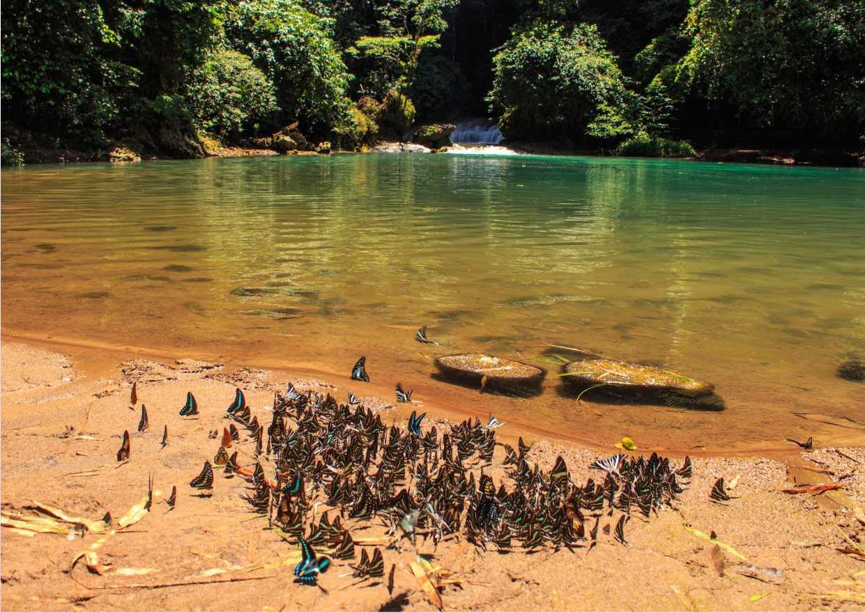 Sekumpulan Kupu-kupu di Bantimurung