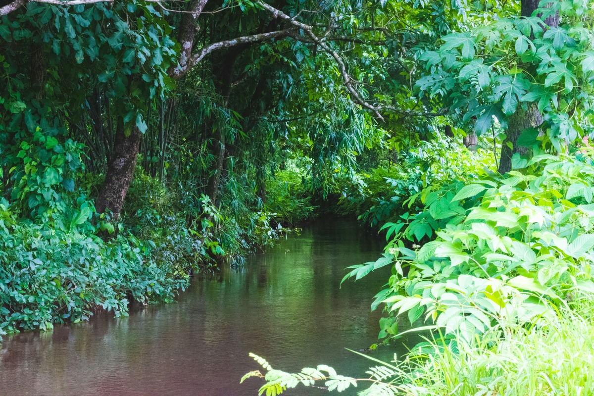 sungai di hutan