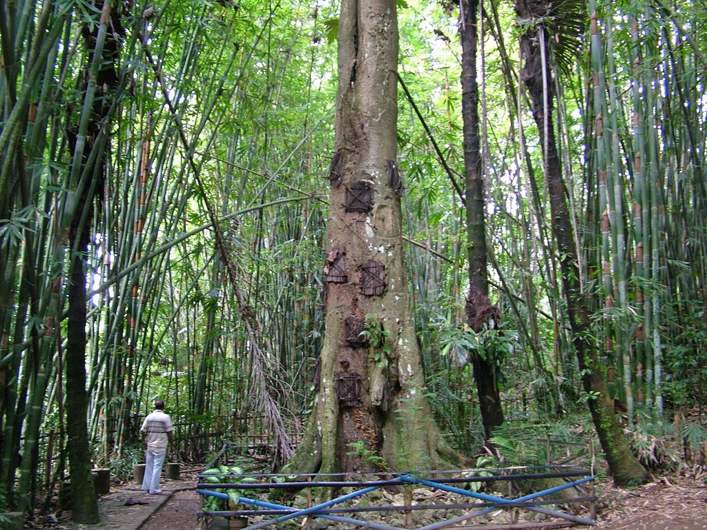 Pohon Tarra | Wikimedia Commons/Mattjlc