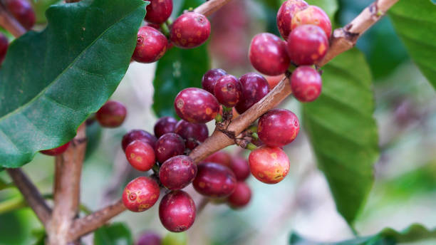 Liberika Kayong Kopi Khas Kalimantan Barat Indonesia via istockphoto/Chonlada Chuchal