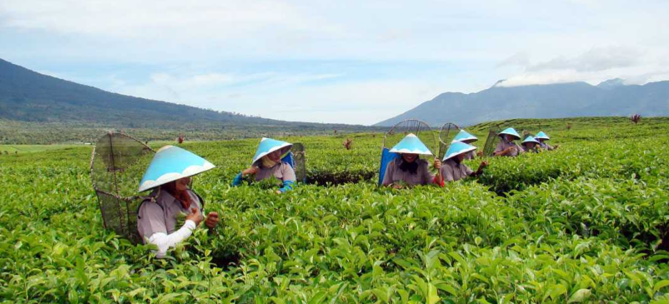 Pekerja Pemetik Teh