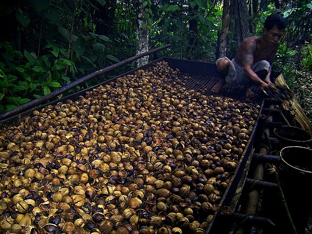 Ekstrak minyak tengkawang via wikimedia commons