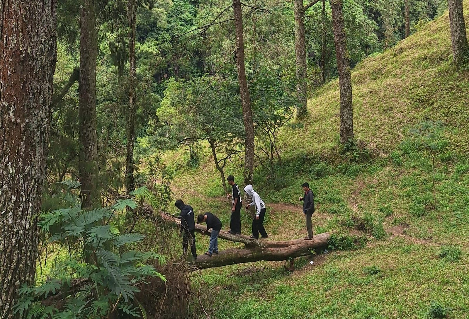 Kawasan hutan pinus sebagai salah satu spot camping | Sumber: dokumen pribadi