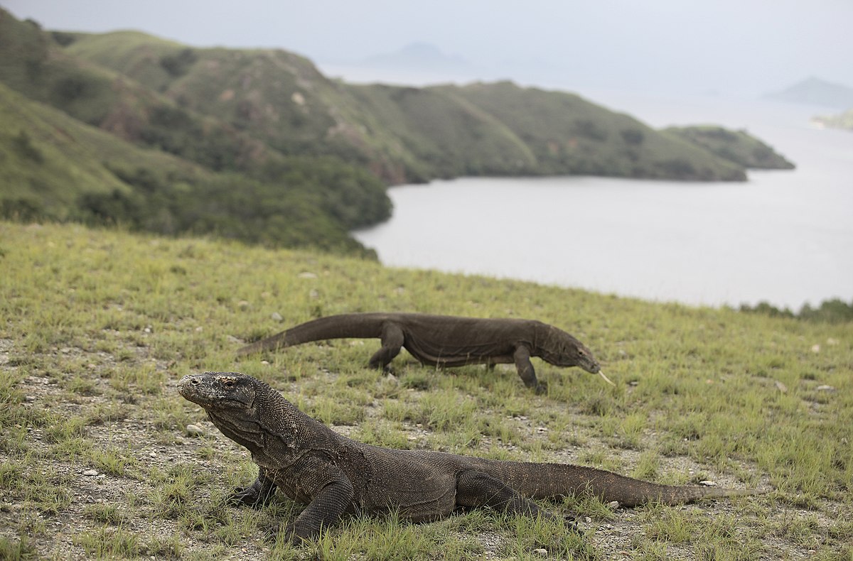 Komodo Dragon in Komodo natinonal park