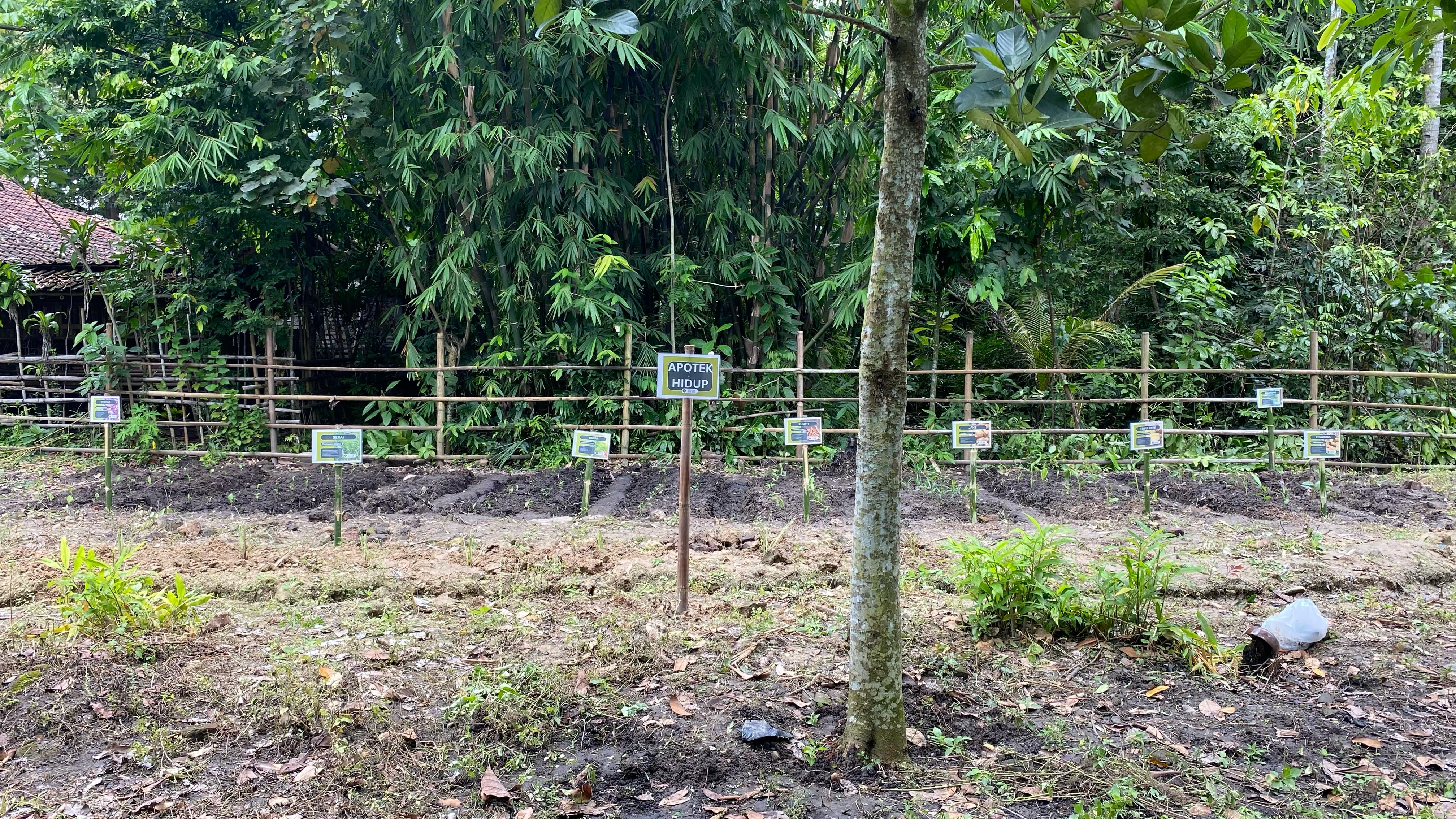 Foto Lahan Apotek Hidup di Dusun Cangkring (Sumber: Dokumentasi KKN-T UAA Kelompok 19)