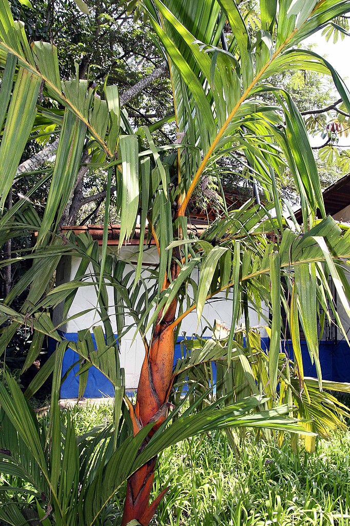 Pinang Yaki