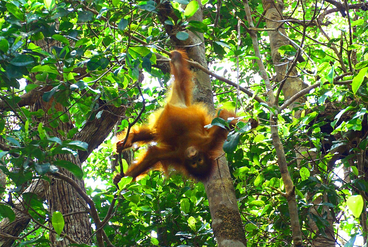 Bayi Orangutan Kalimantan