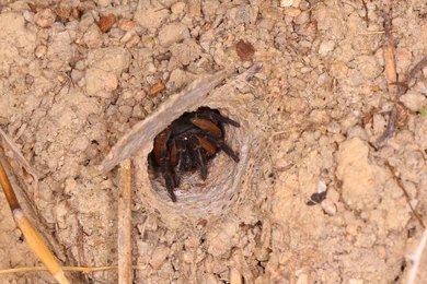 Sarang Trapdoor Spider (Sumber: shutterstock.com/Pongpatthana)