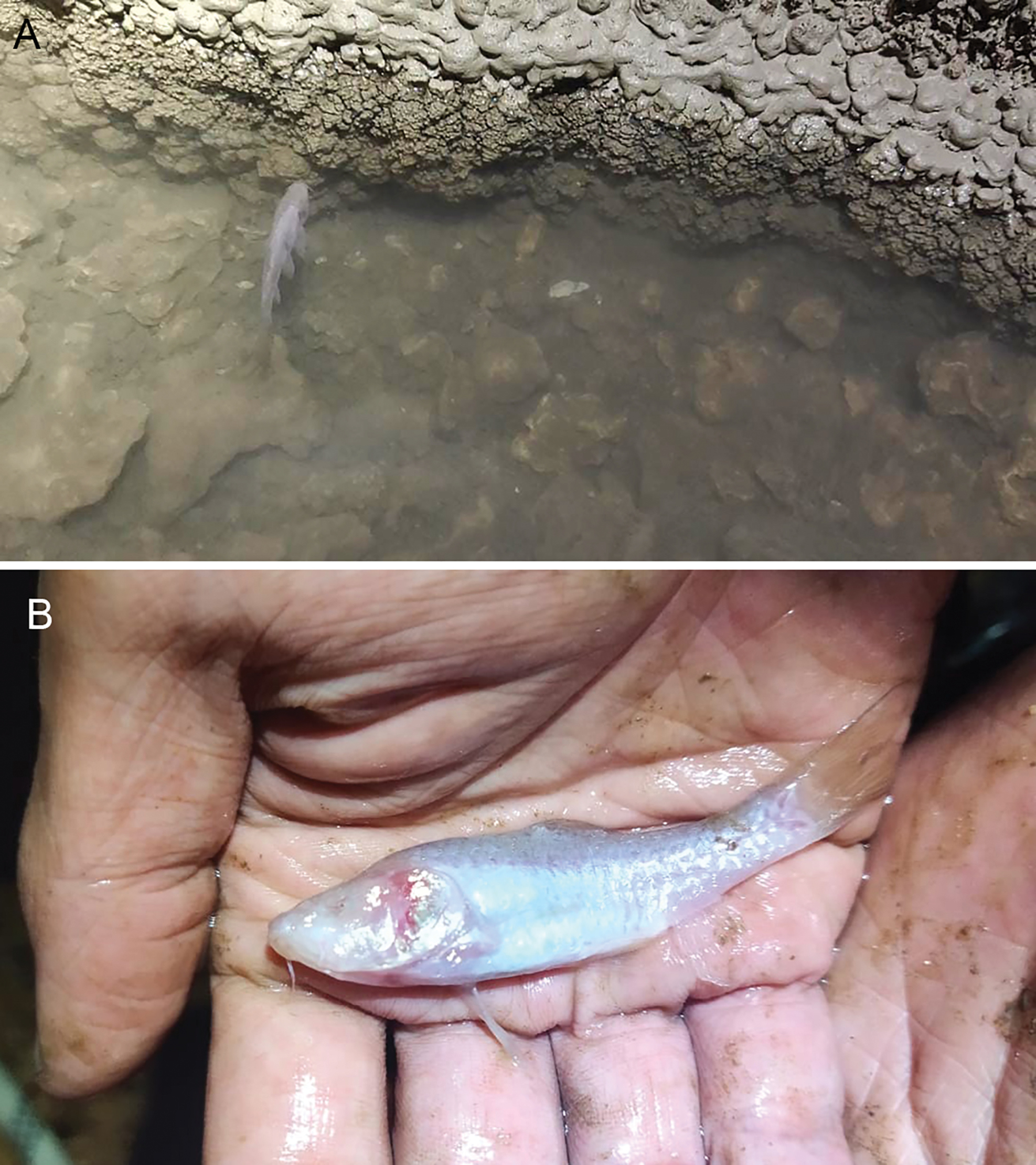 Penemuan Barbodes klapanunggalensis (Sumber: Jurnal ZooKeys)