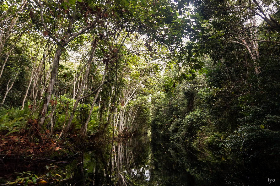 Kanal kawasan hutan kalimantan barat