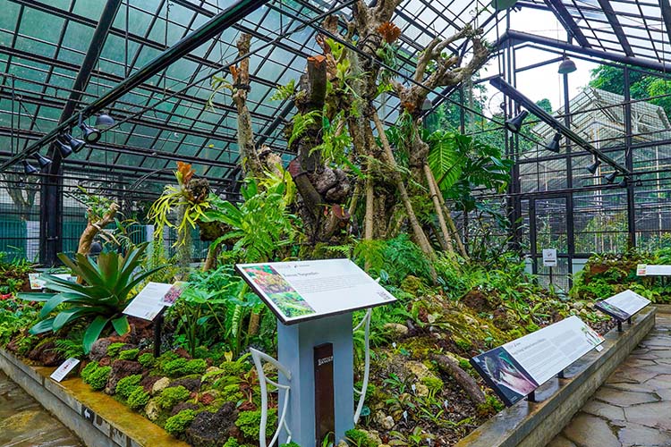 Kebun Raya Bogor dapat menjadi wisata sekaligus tempat pembelajaran keragaman flora | Foto: (kebunraya.id/bogor).