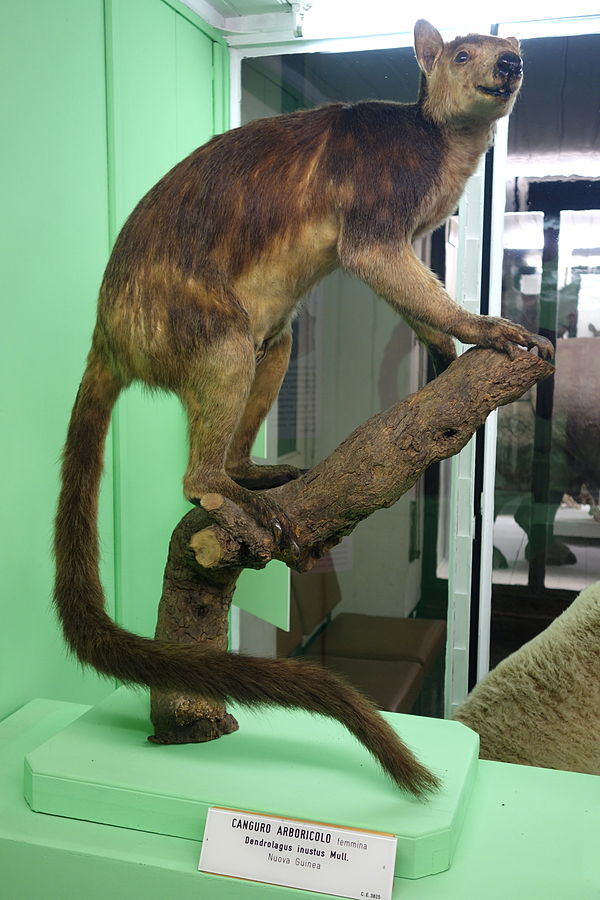 Potret Kanguru Pohon Wakera atau Dendrolagus inustus jenis kelamin perempuan | Sumber: Wikimedia Commons @Daderot