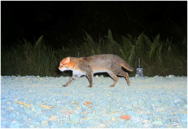 Kucing Tandang yang aktif berburu di malam hari (Dok. commons.wikimedia.org)