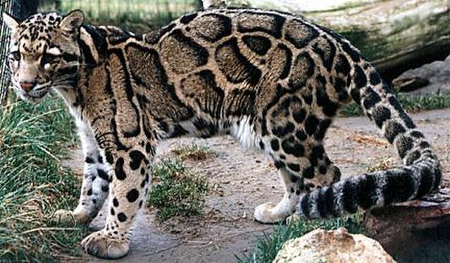 Macan Dahan Kalimantan, Penguasa hutan yang terancam punah (Dok commons.wikimedia.org)