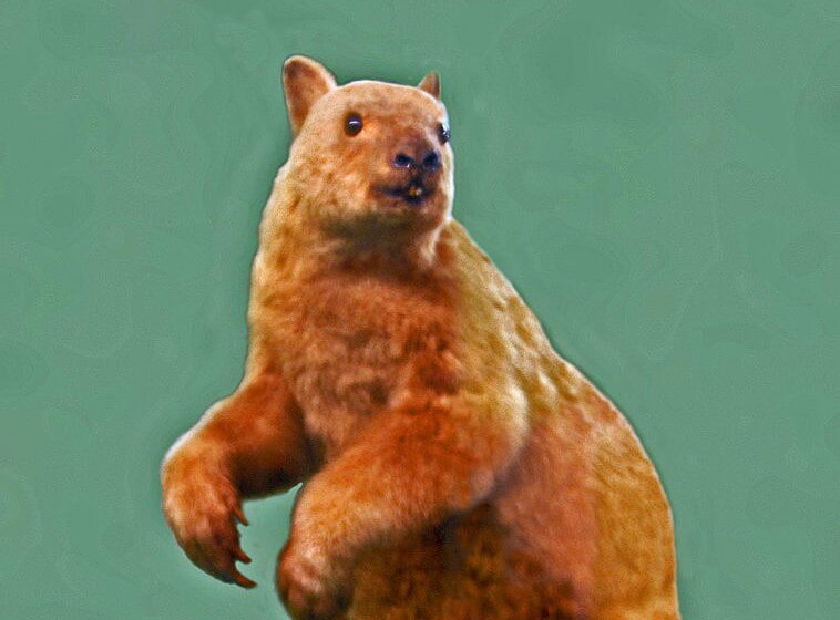 Ilustrasi Kanguru Pohon Papua Ndomea atau Dendrolagus dorianus | Sumber: Wikimedia Commons @Hectonichus
