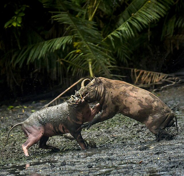  Babirusa yang sedang berkelahi (Dok. commons.wikimedia.org) 