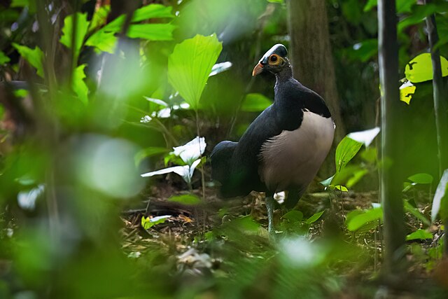 Burung Maleo memiliki kesetiaan yang tinggi pada pasangan (Foto: commons.wikimedia.org)