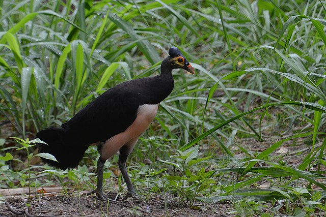 Burung Maleo, satwa endemik yang terancam punah (Foto:commons.wikimedia.org) 