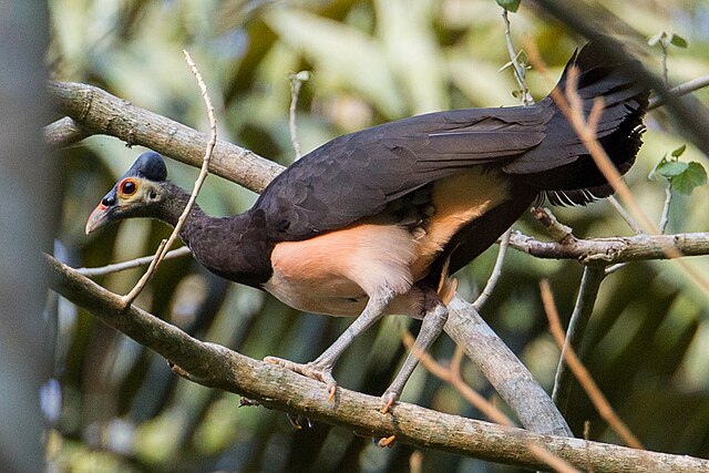 Burung Maleo yang bertengger di atas pohon (Foto:commons.wikimedia.org)