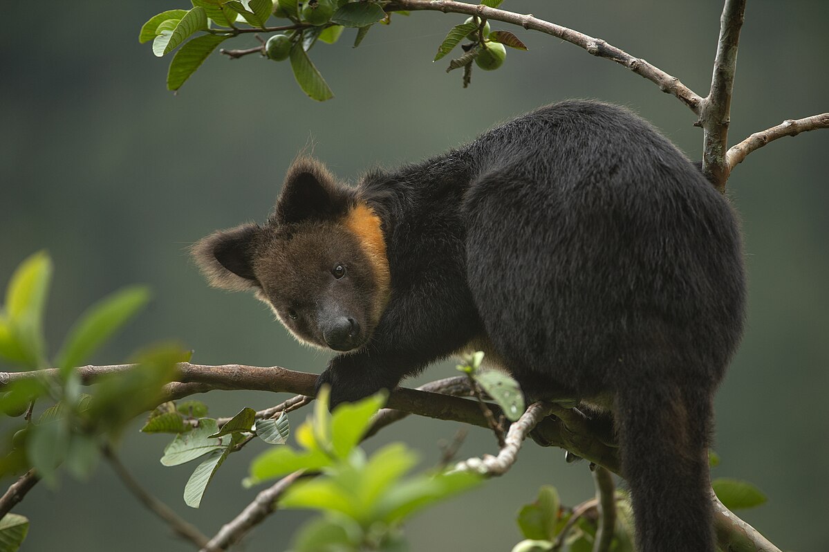 Dendrolagus ursinus, Kanguru Pohon Nemena atau Cenderawasih, Spesies Kanguru Pohon di Tanah Papua, Indonesia | Sumber: WIkimedia Commons @kalyanvarma